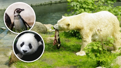 德國動物園財困疑以園內動物作餵飼 列出可安樂死屠宰物種名單！