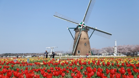 進入緊急狀態仍難阻遊客賞花 日本公園忍痛剷起80萬棵鬱金香