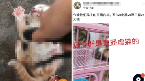 內地揭網上集體虐貓群組 販賣施虐影片開價500元！