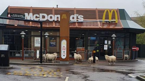 英國實施居家令人跡罕至 綿羊群佔據快餐店！