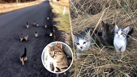 澳洲女外出遛狗遇「狂徒」 10隻奶貓緊貼尾隨！