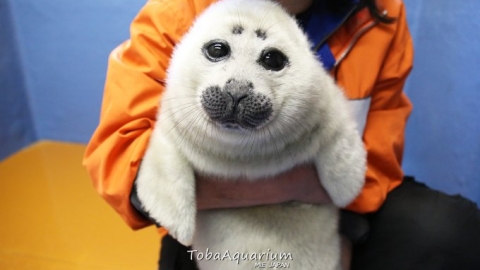 海豹寶寶靠無辜大眼萌翻日本 2個月後變大叔　員工苦笑：本想走可愛路線