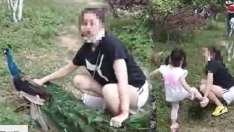 昆明動物園驚爆虐待事件 遊客強拉孔雀 腳踩羽毛為打卡！