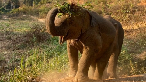 疫情致泰國旅遊業重創 過百大象「失業」獲釋回家！