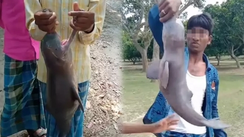 印度恆河30年久現瀕危淡水海豚 幼豚慘遭人類虐玩出血！