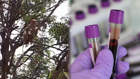 印度猴群闖入醫學院攻擊實驗員 偷走陽性血液樣本！