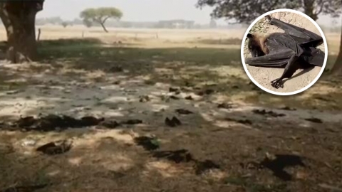 印度驚現大量蝙蝠從天而降 42度高溫缺水致腦死亡！