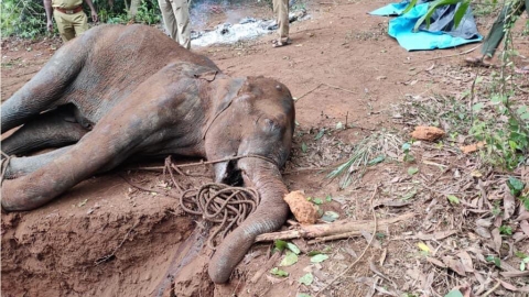 印度狂徒蓄意設菠蘿炮仗陷阱 懷孕象媽媽誤食口中爆炸慘死！