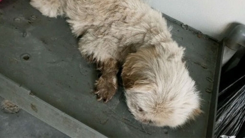 韓國夫婦將飼養12年北京狗活埋被捕 因無法負擔醫療費+安樂死費用而犯案