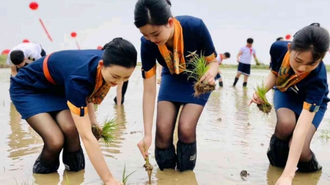 派空姐穿黑絲短裙落田插秧捱批 青島航空回應：臨時體驗環節