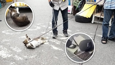 首爾鐘錶店涉鐵鍊綁懷孕流浪貓拖行虐待 否認堅稱「生怕野貓亢奮搗亂」！