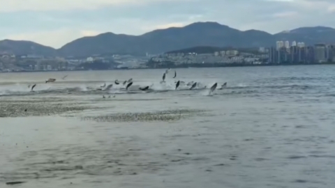 雲南大理大批魚群跳出水面 圍觀市民即場撈魚賣 網民恐地震先兆