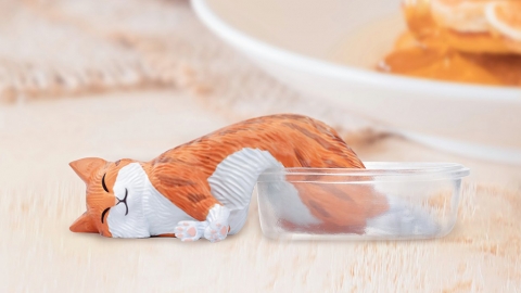 貓貓最喜歡縮成一團休息