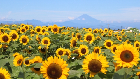 東京市內及近郊7大向日葵花海！
