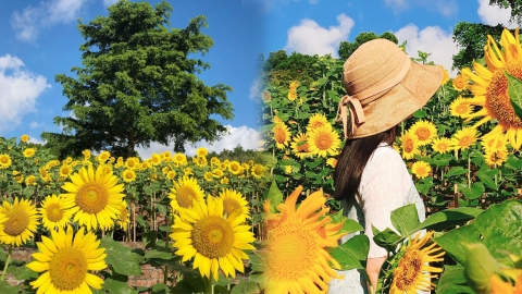 澳門最新打卡點黑沙水庫夏葵園 夏季限定1500棵向日葵花海 免費入場！