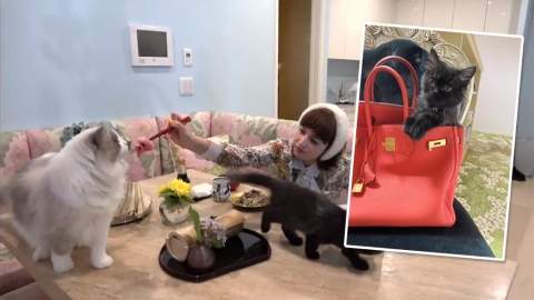 半島董事千金曬超豪華貓奴生活 大拖羅當貓糧、豪擲21萬訂製Hermès貓袋