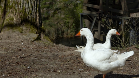 大媽參加28元3日旅行團包食住 抱怨食爛菜：送鵝要拿回家自己養