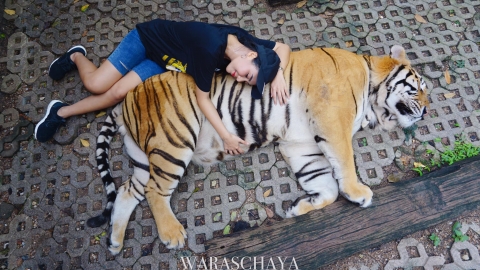 泰女去動物園摸老虎蛋蛋拍照 網民鬧爆涉虐待：無權觸碰私人部位