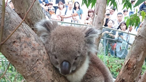 大阪動物園養不起樹熊慘被炒魷 飼料每年470萬佔近一半開支