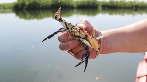 內地大媽誤信偏方補身生食30隻蟹 胸悶狂咳檢查驚見體內藏逾10種寄生蟲