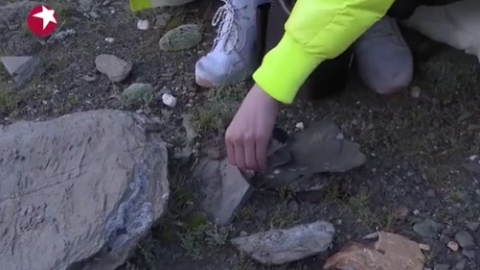 內地綜藝節目摘瀕危雪蓮稱是道具 專家反駁：明顯是生拔活植物