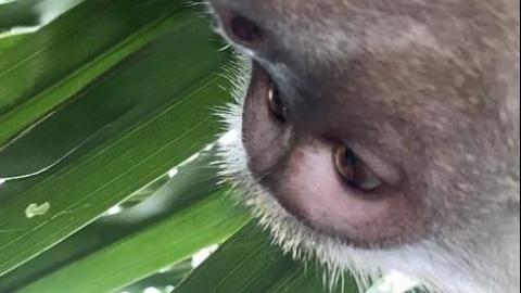 男子尋回遺失手機後驚見猴子連環自拍照 拍攝角度怪誕惹網民大爆笑