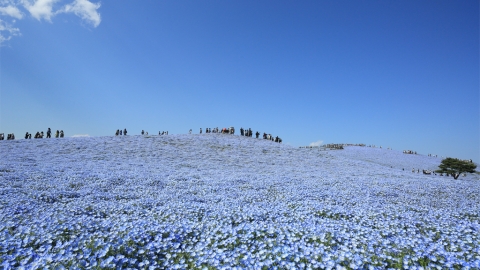2020年日本最具魅力都道府縣排行 茨城縣終打破7年「最無聊」之名