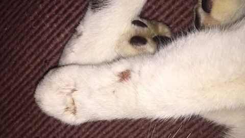 中國男遊泰國捉流浪貓返酒店虐待 頭塞膠樽拔光貓指甲反駁：中國不違法