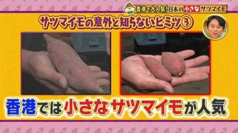 靠出口香港年賺1億9千萬日圓！ 日本節目分析日本番薯在港受歡迎原因