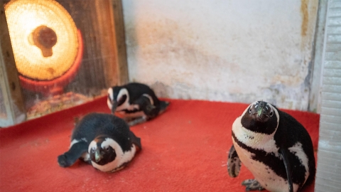 企鵝都會怕冷？ 動物園驚現「取暖」企鵝群
