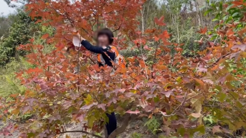 元朗大棠大媽除口罩踩上樹摘紅葉 無視途人制止繼續摘：好靚啊呢個！