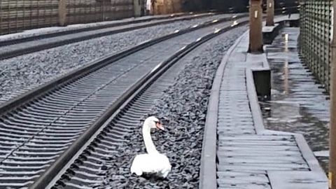 德國天鵝鐵路軌哀悼伴侶不願走 23列火車延誤近1小時消防員送返河中