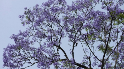 香港花季全年賞花時間地點一覽！ 雞蛋花/櫻花/藍花楹/繡球花/黃花風鈴木