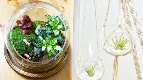 3大情人節花藝體驗工作坊推介 玻璃生態瓶．浮游花．盆栽掛飾