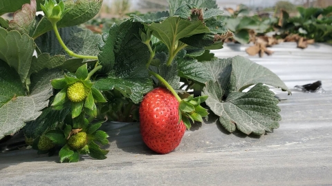 香港4大士多啤梨園推介！ 即摘即食/日本韓國品種草莓/農場免費入場