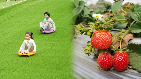 元朗大棠有機生態園 即摘即食士多啤梨園！ 假日好去處 騎馬餵羊體驗/限時滑草活動/踩單車