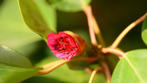 鹿湖郊遊徑行山路線兼賞吊鐘王 本地稀有品種吊鐘花2月盛放