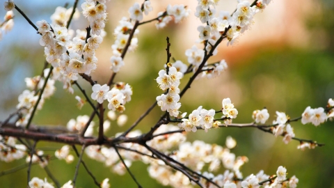 賞梅花全港3大熱點推介！ 元朗大棠有機生態園/大埔農墟/錦田梅花盛放