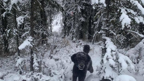 網上瘋傳雪地錯覺相掀網民熱議