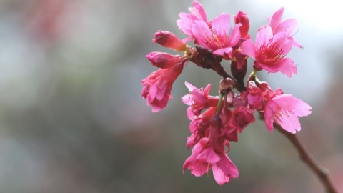 鐘花櫻桃/緋寒櫻3月盛開！