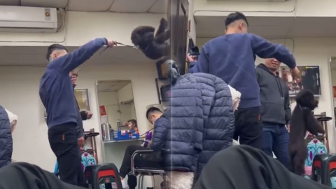 台少年虐狗網民怒插 抽起狗帶 吊起狗狗狂拋！