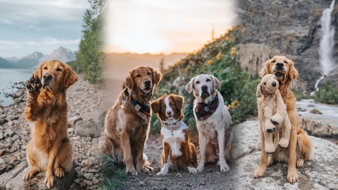 美國金毛尋回犬罷工被 「開除」 失業後變全職當旅遊KOL