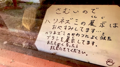 日本動物園刺蝟變鬃毛刷 背後原因獲網民激讚好貼心