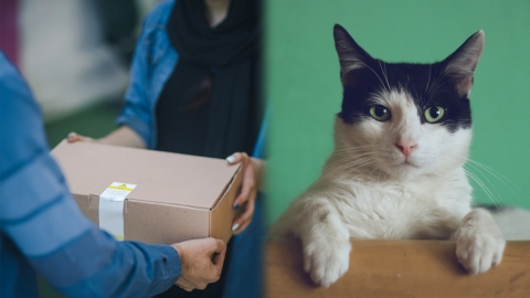 日本網民獲「派送失敗」通知 派送失敗原因竟與家中貓咪有關？