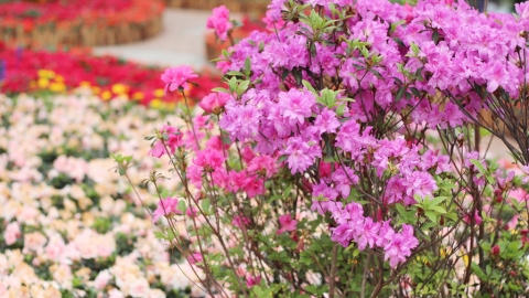 尖沙咀九龍公園杜鵑花主題花圃 全港19個花圃地點一覽、另設網上賞花