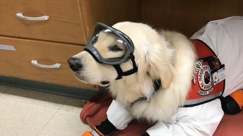 史上首隻金毛實驗室工作犬 助患病主人修讀博士學位