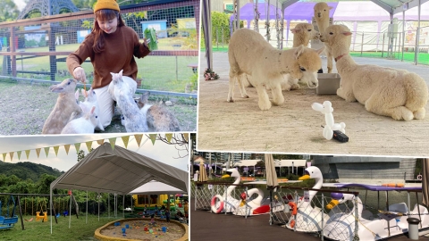 本地4大親子農莊推介 親親羊駝、小白兔｜充氣彈床｜體驗工作坊｜自摘有機菜