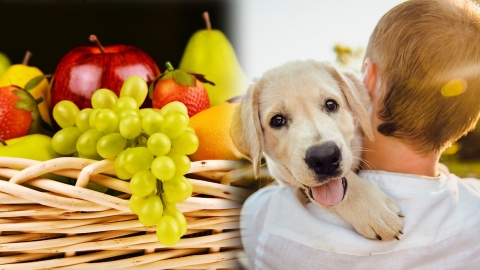 狗狗水果指南！ 10大狗狗水果的選擇與禁忌
