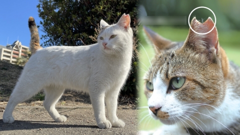 日本獨有的「櫻花貓」 為甚麼有流浪貓耳朵被剪角？