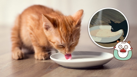 破解「貓愛喝牛奶」迷思 2大原因不應讓貓喝牛奶！